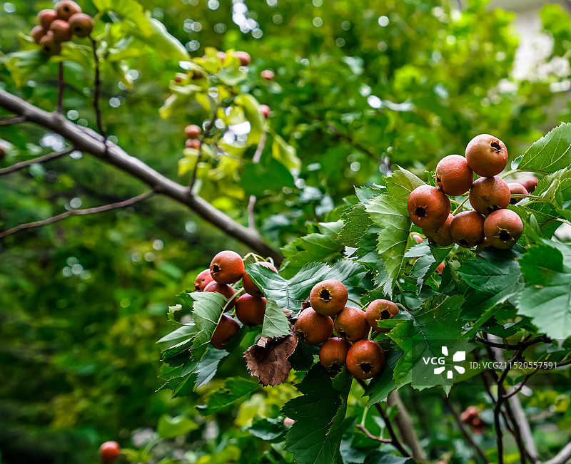 秋日的果实 红果 山楂图片素材