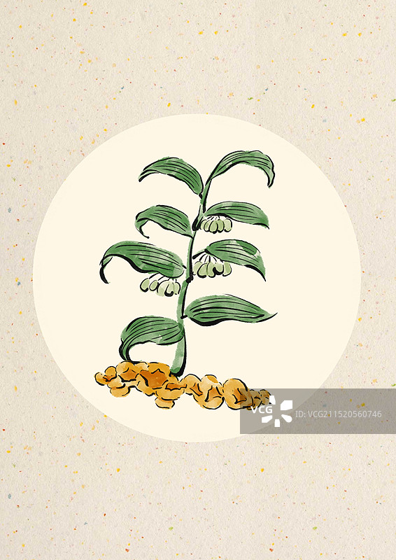 国潮风中医药插画-黄精图片素材
