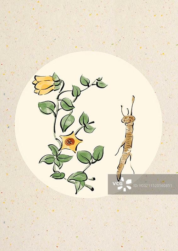 国潮风中医药插画-党参图片素材