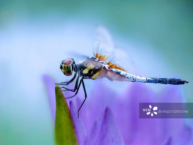 蜻蜓赏花图片素材