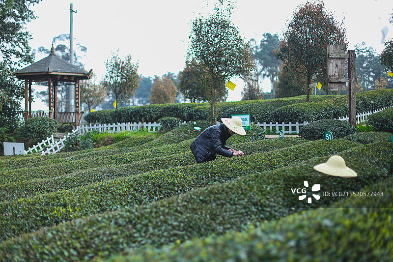 成都成佳茶乡旅游景区图片素材