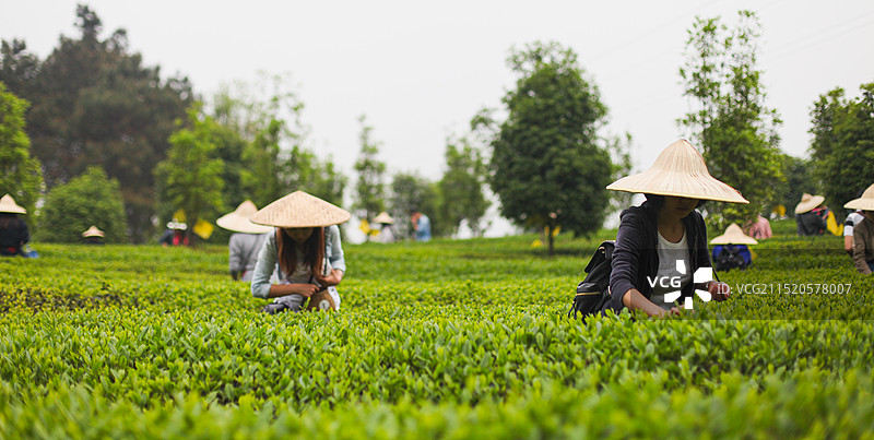成都成佳茶乡旅游景区图片素材