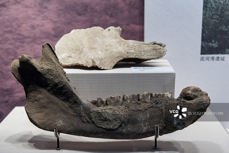 犀牛骨化石 披毛犀下颚骨化石 旧石器时代 张家口博物馆图片素材