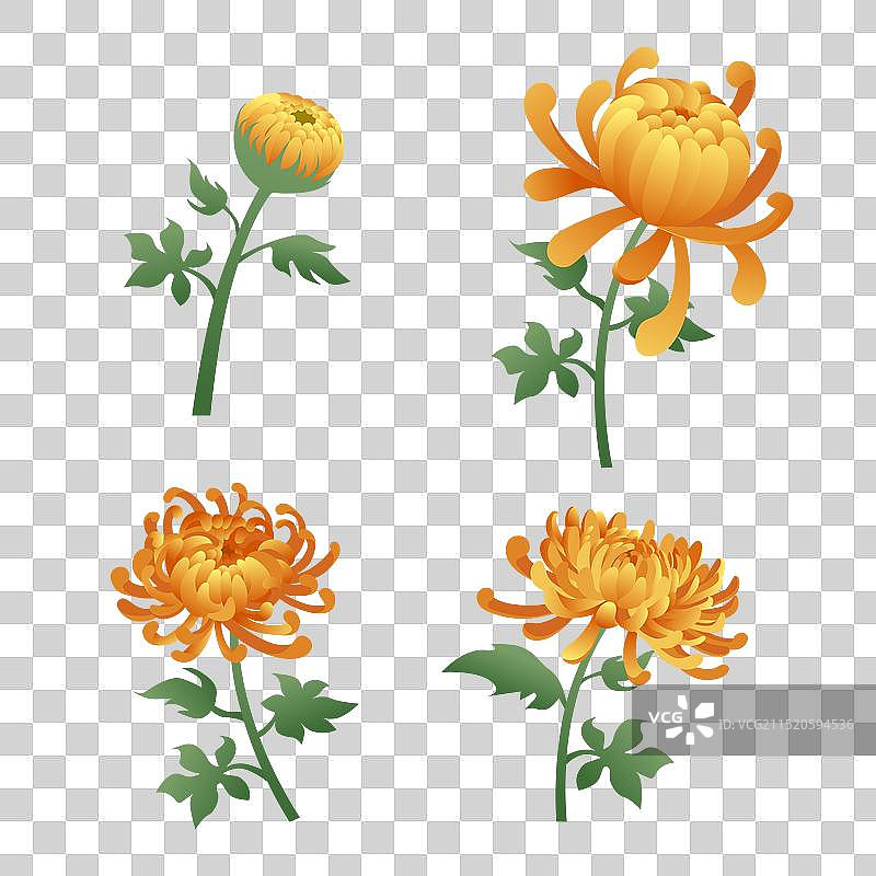 重阳节菊花节日节气植物插画元素图片素材