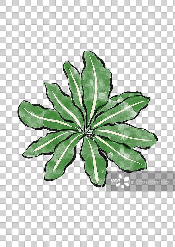 国潮风中医药插画元素-板蓝根图片素材