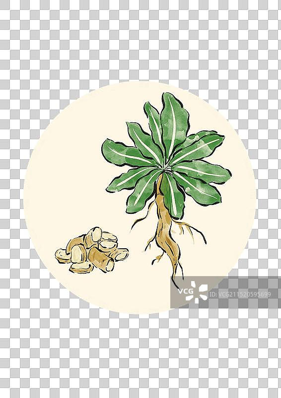 国潮风中医药插画元素-板蓝根图片素材