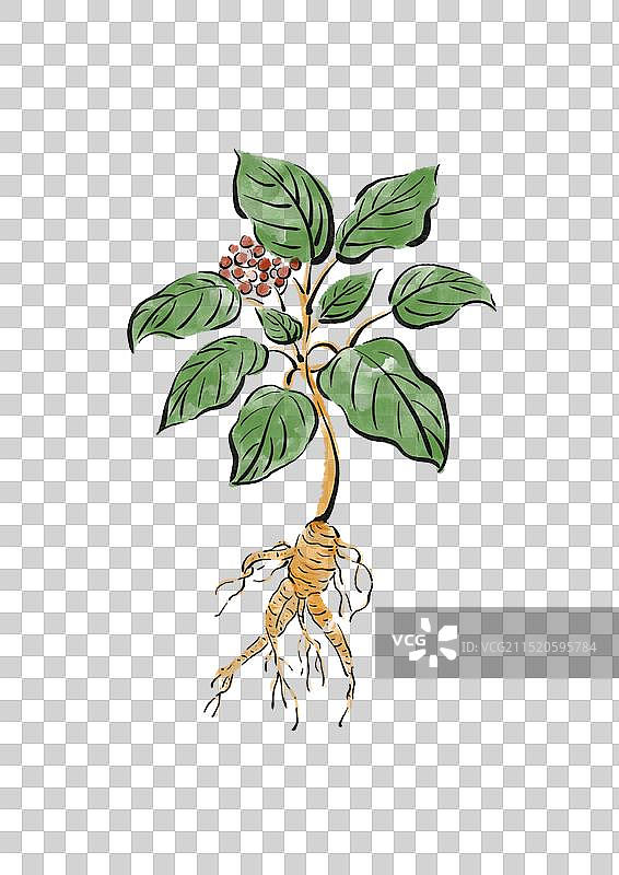 国潮风中医药插画元素-西洋参图片素材