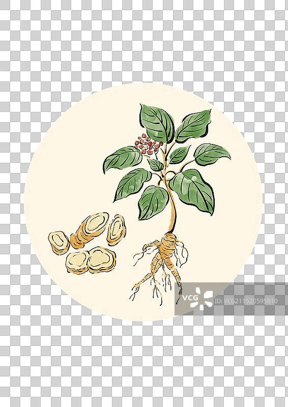 国潮风中医药插画元素-西洋参图片素材