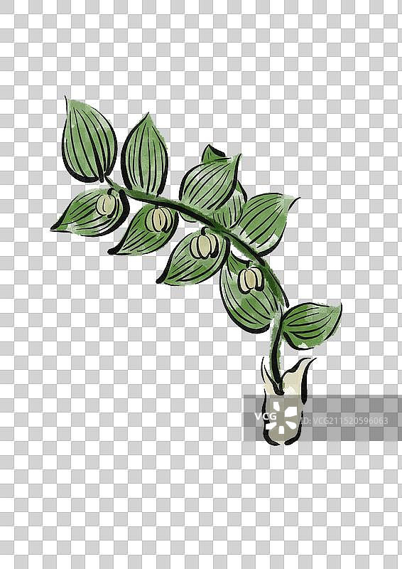 国潮风中医药插画元素-玉竹图片素材