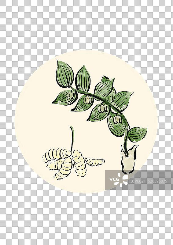 国潮风中医药插画元素-玉竹图片素材