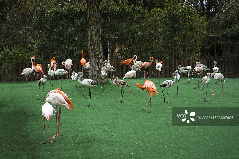 上海野生动物园火烈鸟图片素材