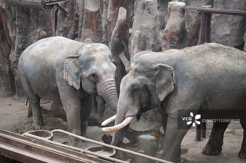 青岛森林野生动物世界图片素材