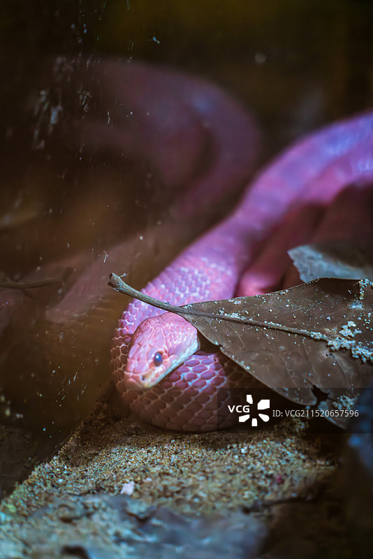 南京市金牛湖野生动物王国图片素材