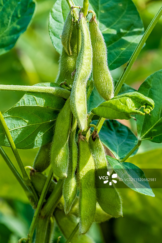 青豆荚图片素材