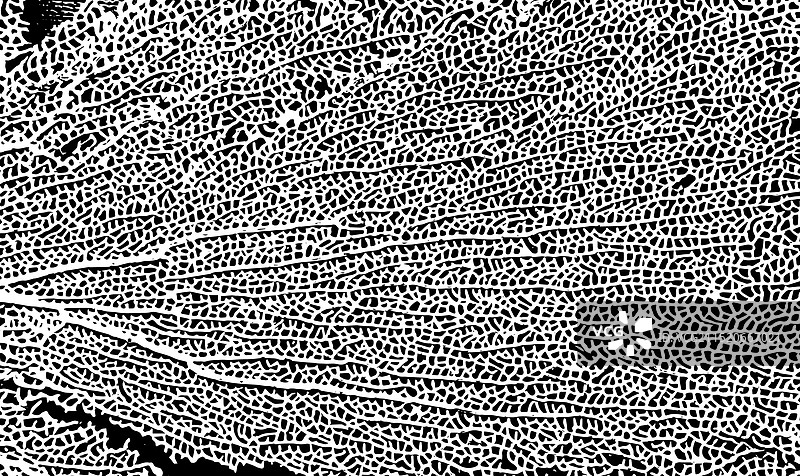 树叶背景上的骷髅图片素材