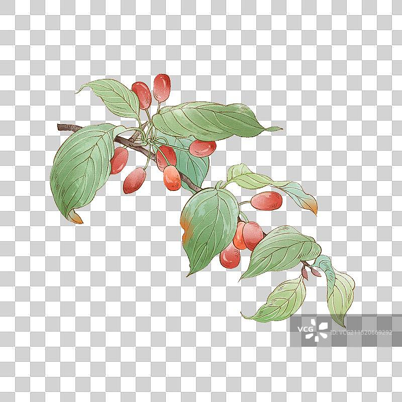 重阳茱萸图片素材