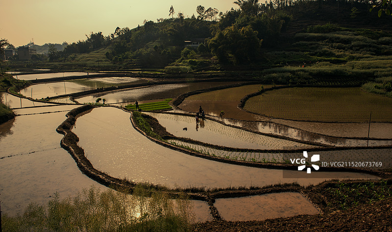 四川富顺青山岭的梯田风光图片素材