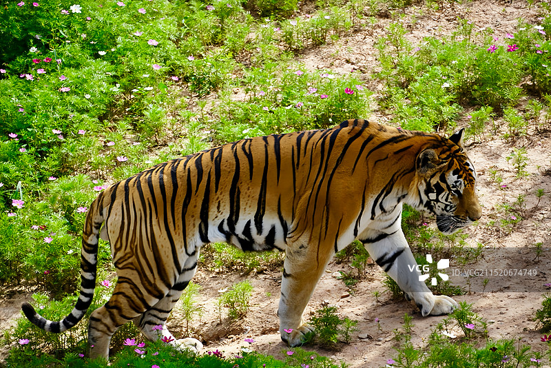 西宁青藏高原野生动物园图片素材