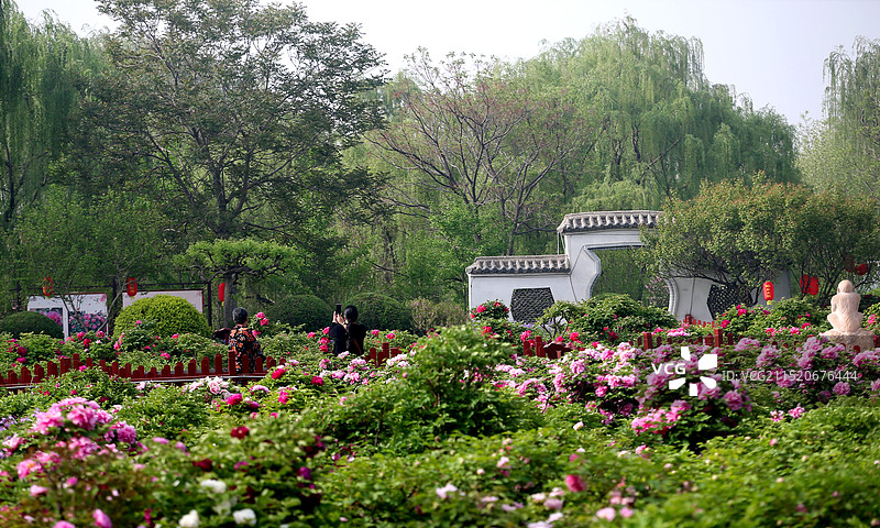 邢台柏乡汉牡丹园景区图片素材