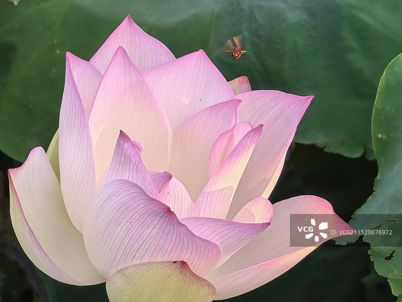 粉红百合特写镜头图片素材