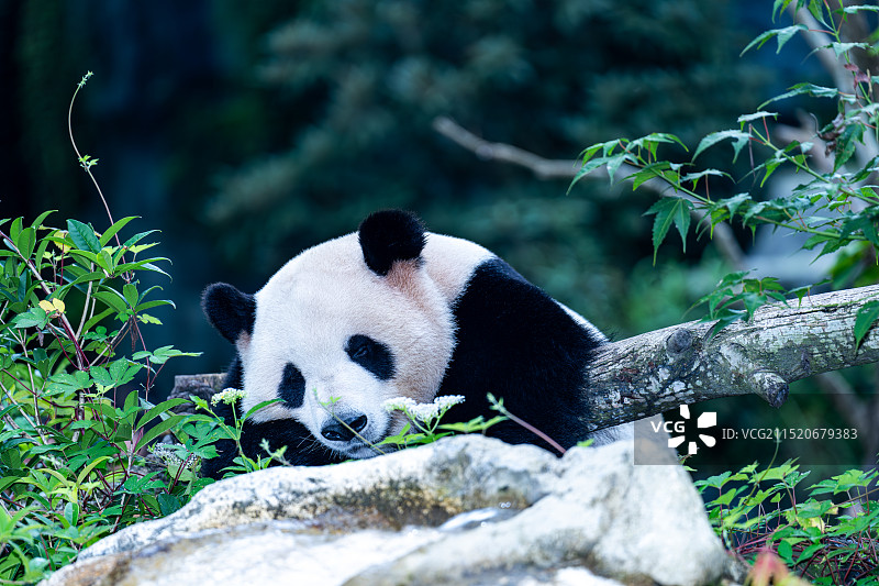 都江堰熊猫谷国宝熊猫图片素材