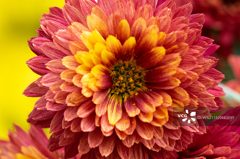 中国四川成都人民公园菊花展，秋天寒露时节，盛开的菊花特写图片素材