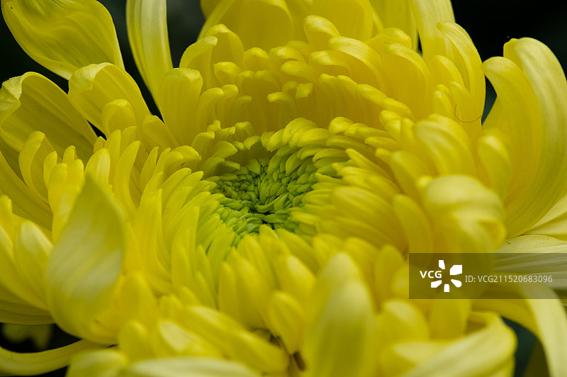 中国四川成都人民公园菊花展，秋天寒露时节，盛开的菊花特写图片素材