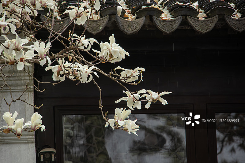 中式园林古屋前盛开的白玉兰 苏州拙政园春日风光图片素材