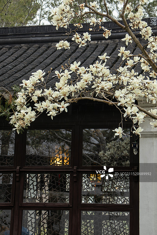 中式园林古屋前盛开的白玉兰 苏州拙政园春日风光图片素材