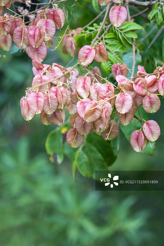 湖北恩施深山里的栾树（灯笼花）秋天花开的情景图片素材