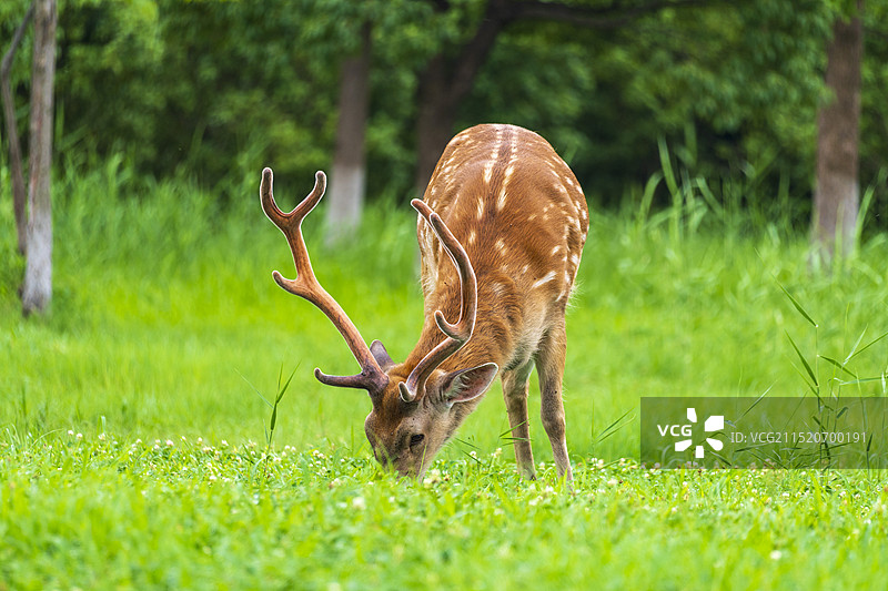 梅花鹿在草地上进食图片素材