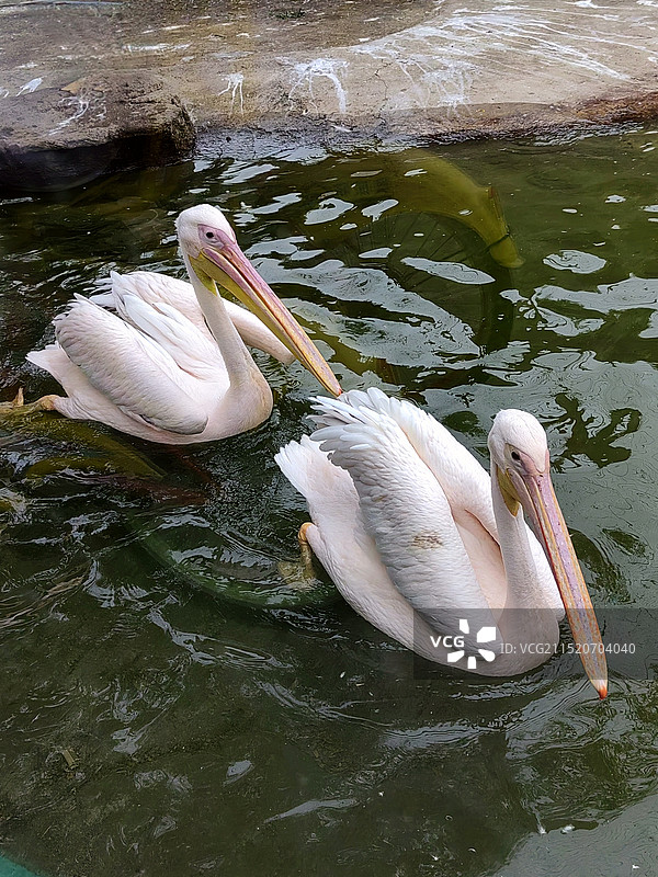 鹈鹕兄弟——拍摄于沈阳鸟岛图片素材