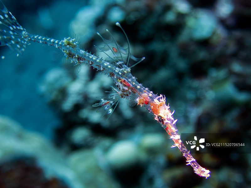 半透明的海洋生物图片素材