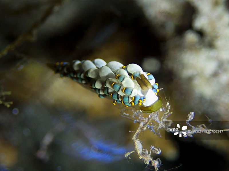 一只奇异的海蛞蝓在捕食图片素材