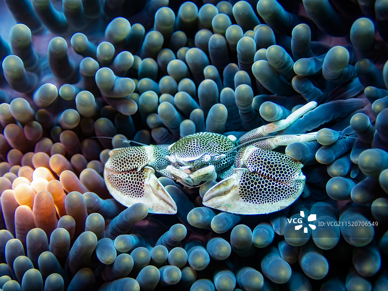 水下微距摄影 一只海葵蟹图片素材