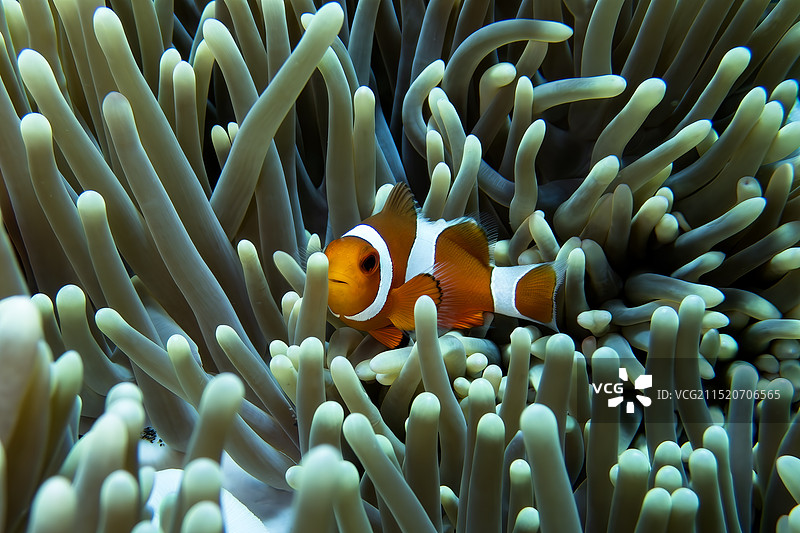 水下微距摄影 小丑鱼图片素材