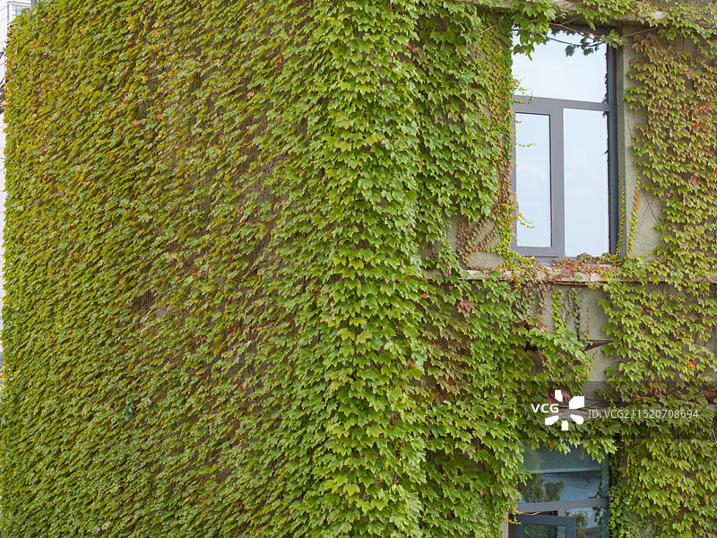 爬满绿色藤蔓的建筑图片素材