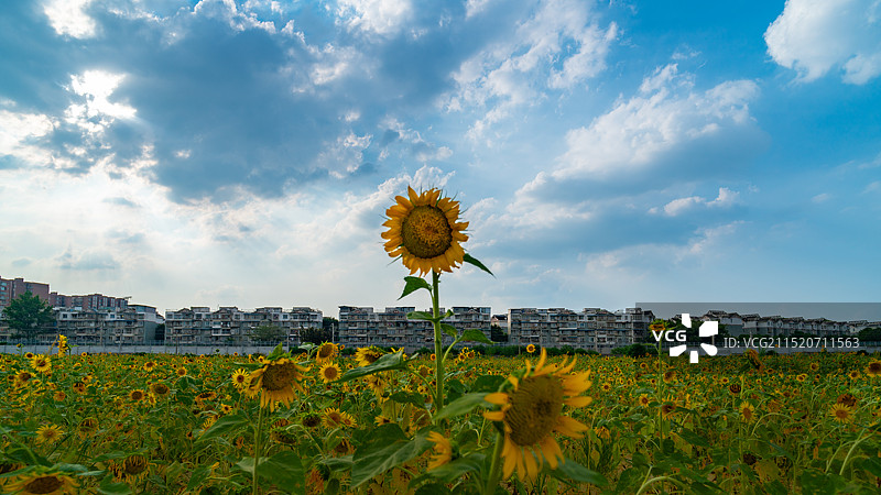 收获瓜子儿的季节图片素材