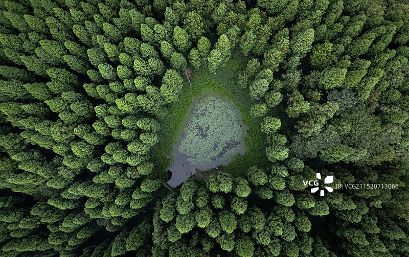 天鹅林场图片素材