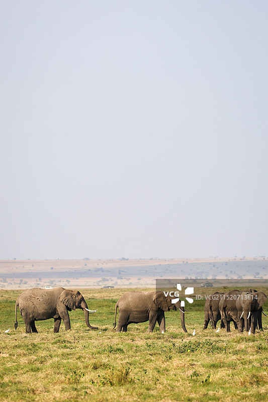 动物和风光图片素材