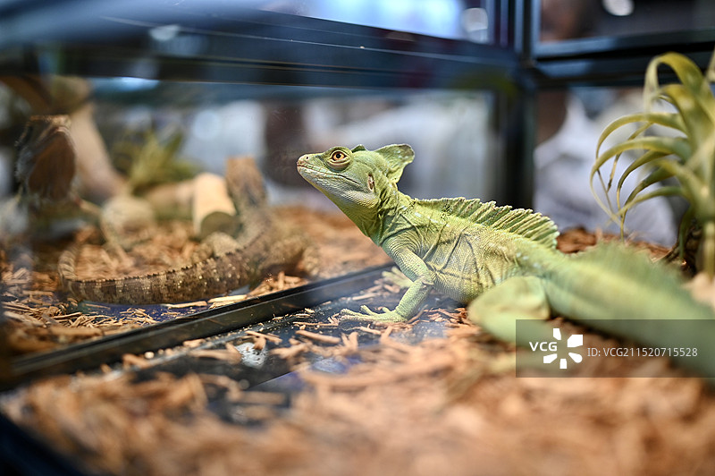 鬣蜥在植物上的特写镜头图片素材