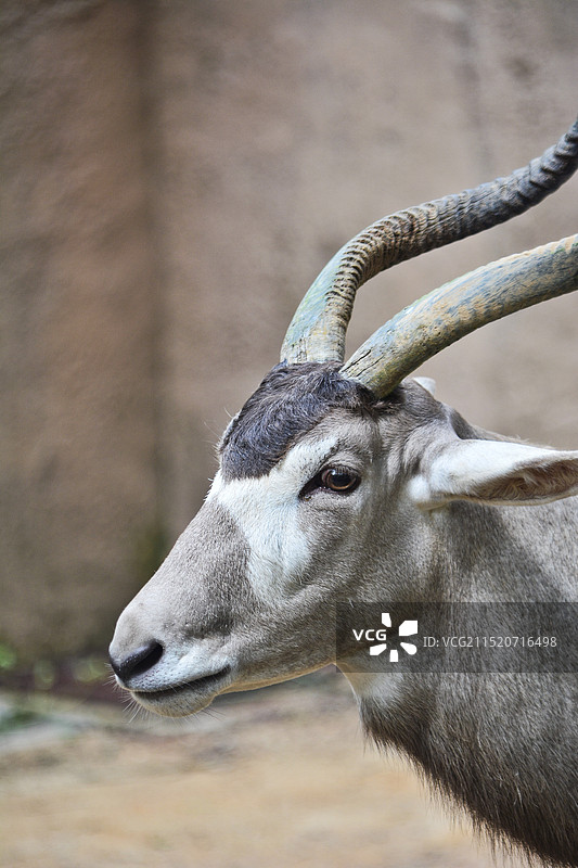 旋角羚图片素材