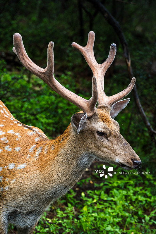 鹿的特写镜头图片素材
