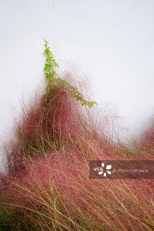 粉黛乱子草图片素材