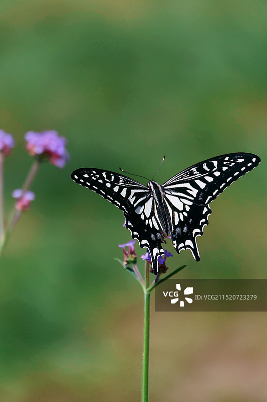 柑橘凤蝶图片素材