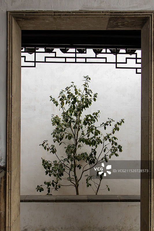 门框里的树 苏州拙政园春日风光图片素材