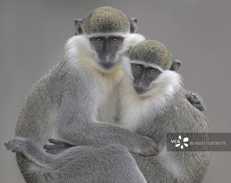 姐妹俩(绿猴)图片素材