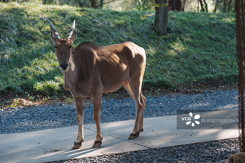 北京野生动物园，北京大兴野生动物园游览图片素材