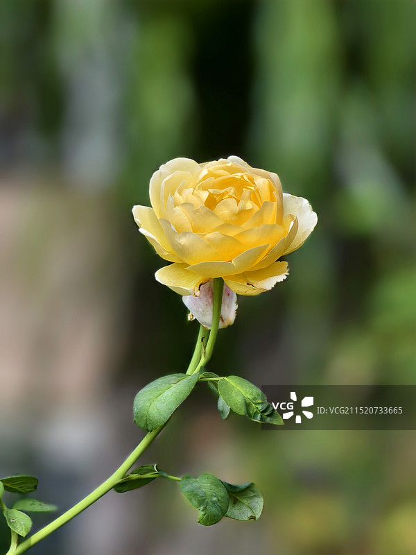 黄玫瑰图片素材