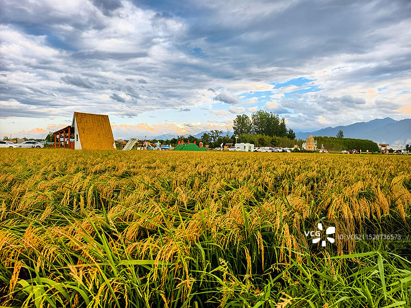 金色稻浪图片素材